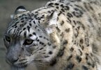 El leopardo de las nieves, onza o irbis.jpg