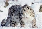 leopardo de las nieves.jpg