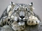 leopardo nieve1.jpg