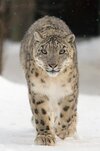 snow-leopard-photo-1.jpg