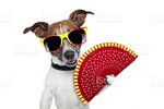 spanish-dog-picture-id148424626.jpeg