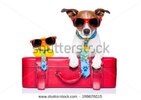 stock-photo-dog-traveling-with-yellow-plastic-duck-on-top-of-luggage-199676015.jpg