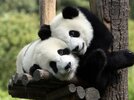 familia-de-osos-panda-1743.jpg
