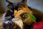 parrot and cat2.jpg