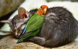 parrot and cat3.jpg