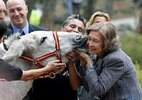 Funny Donkey Kissing.jpg