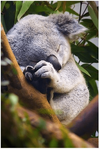 koala 1.png
