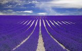 purple-lavender-field-provence-france-800x500.jpg