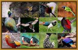 20-especies-de-aves-silvestres.jpg