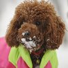 Photos-Cute-Dogs-Wearing-Puffy-Coats.jpg