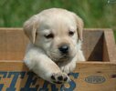 labrador,-puppy,-box-166818.jpg