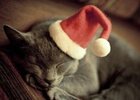 adorable-cat-christmas-cute-kitten-Favim.com-176974.jpg