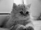 baby-cat-751151_960_720.jpg