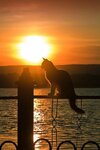 9f819fcb4228b3347237fbac03bb225d--sunset-silhouette-cat-silhouette.jpg