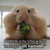 hacer_el_hamster_hamster.jpg
