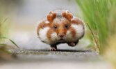 hamsters-adorables-1.jpg