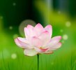 blurred-background-with-pretty-flower-in-realistic-design_23-2147620949.jpg