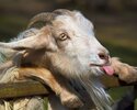 goat-tongue-face-horn-1280x1024.jpg