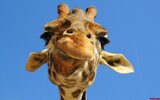 gracioso-Girafa-fondos-de-pantalla.jpg