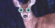 Deer-in-headlights.jpg