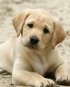 labrador-cachorros-beige-D_NQ_NP_643894-MLM26790831011_022018-F.jpg