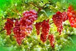 agrosentidos Red-Globe-uvas-grapes.jpg