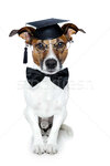 2336804_stock-photo-graduated-dog.jpg