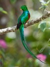quetzal-sitzend-spenden-kw.jpg