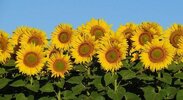 sunflower-3512654-1920_4_732x400.jpeg