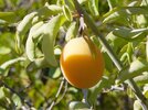Ximenia-fruit (1).jpg