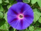 depositphotos_66227747-stock-photo-flower-of-violet-ipomea-close.jpg