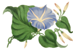 flower-1136463__340.png