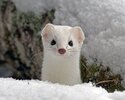 snow-weasel-3.jpg