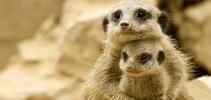 meerkats grande y chico.jpeg