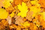 depositphotos_121358468-stock-photo-autumn-yellow-leaves-fall-background.jpg
