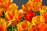 tulips-1261142_960_720.jpg