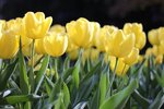 tulips-1083572_960_720.jpg