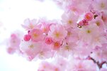 japanese-cherry-trees-324175_1280.jpg