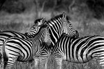 zebra-1141302_1280.jpg