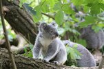 koala-1557457_1280.jpg