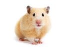 especies-hamster-sirio-dorado.jpg
