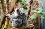 koala-1259681_1280.jpg