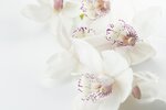 orchids-1209612_1280.jpg