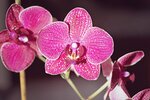 orchid-4043873_1280.jpg