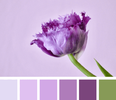 12_12_2ColorFlora_emily.png