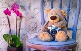 teddy-bear-1710641_1280 (1).jpg