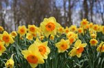 daffodils-3926251_1280.jpg