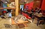 Cat-Cafe-tokyo2.jpg