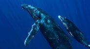 fotos-de-ballenas-azules.jpg