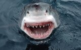 1440x900_px_shark_teeth_water-520295 (1).jpg